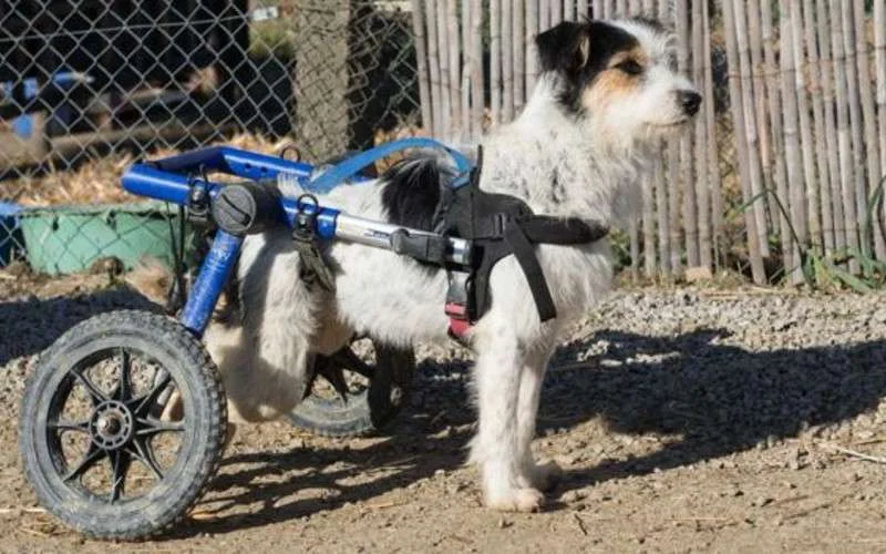 Brit geeft alles op om straathonden in Marokko te verzorgen (foto's)