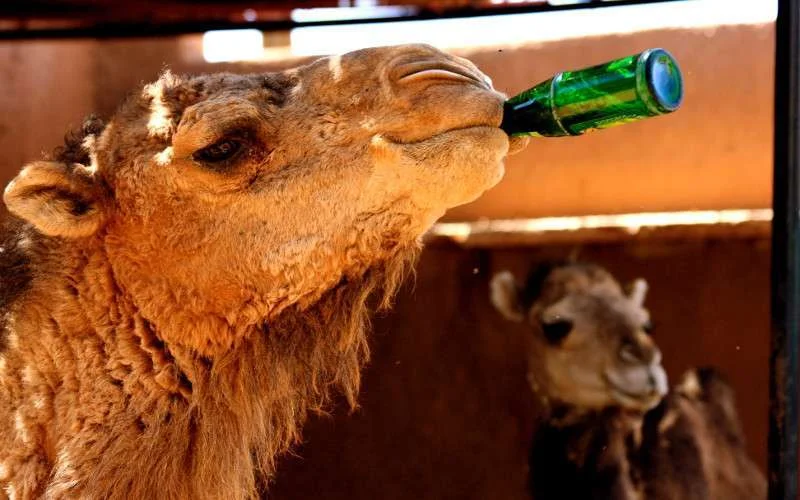 Warm weer terug in Marokko: bijna 40° vandaag