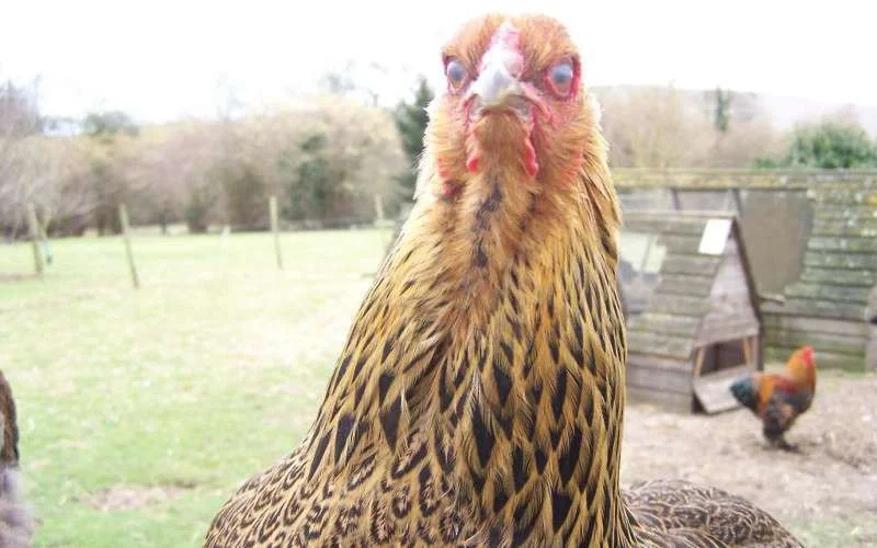 Marokko koopt Spaanse eieren voor Ramadan