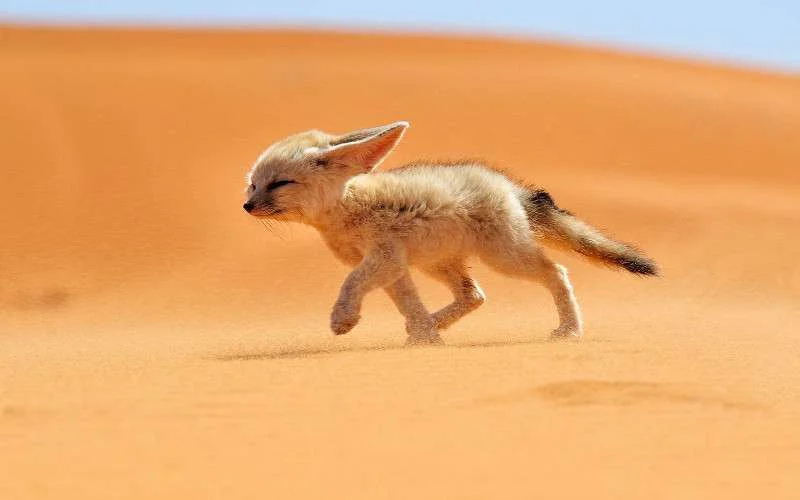Extreme hitte in Marokko: tot 43°C deze week