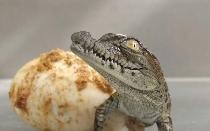 Welkom Driss, de eerste in Marokko geboren krokodil