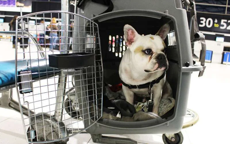 Royal Air Maroc krijgt kritiek na overlijden hond op vlucht