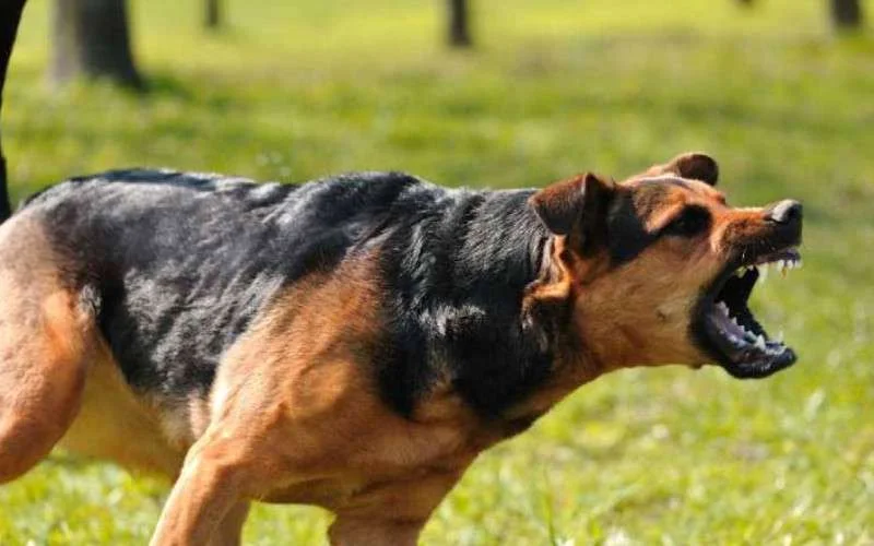 Kinderen ernstig gewond na aanval hond in Marokko