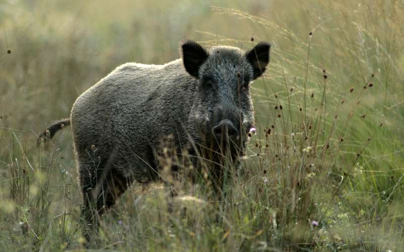 Everzwijn met onnodig geweld afgeslacht in medina Fez (video)