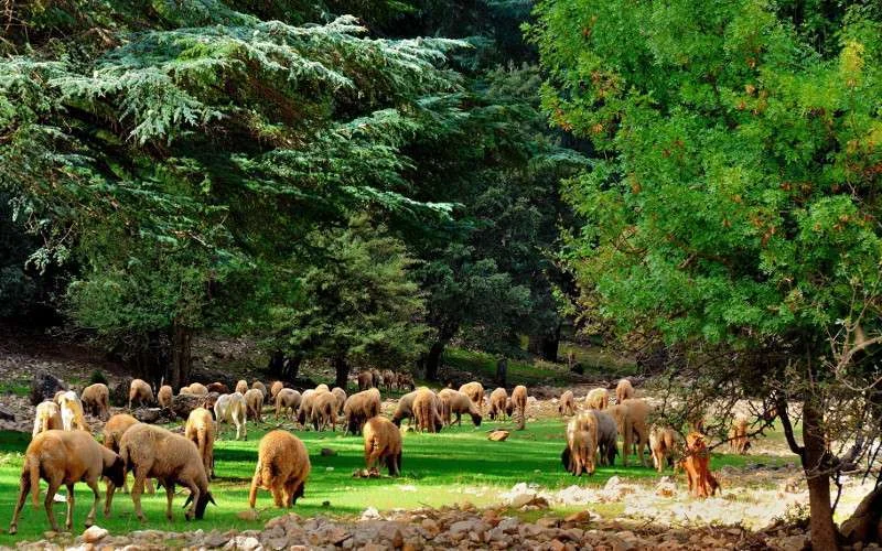 Marokko plant één miljoen bomen in één dag