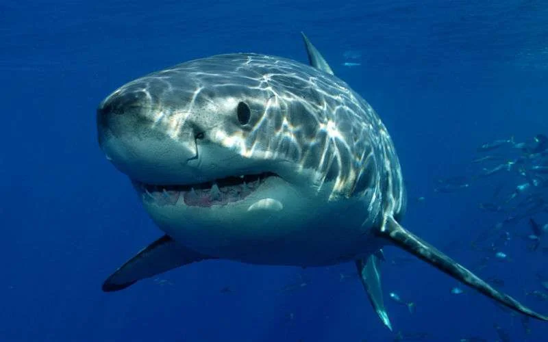 Visser in Al Hoceima vangt witte haai (video)