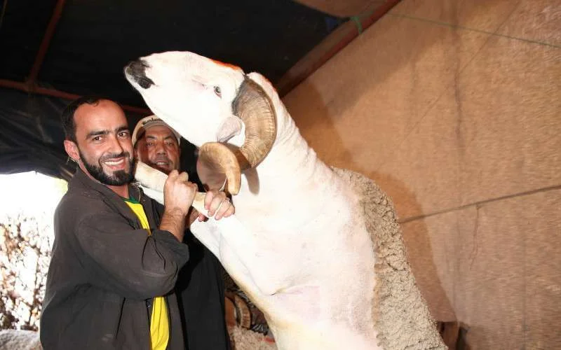 Aid Al Adha : hoeveel kost een schaap dit jaar in Marokko?