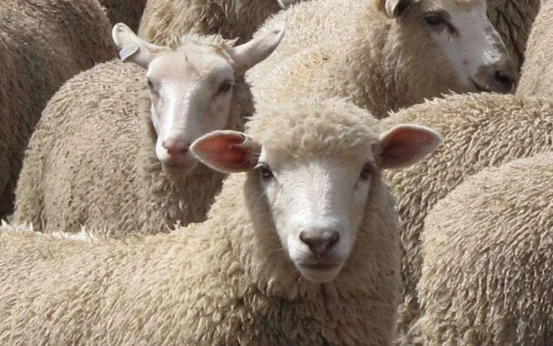 Eid al-Adha op 1 september in Nederland en België