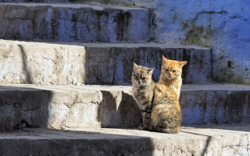 Kind in Tetouan overleden na beet van kat met hondsdolheid