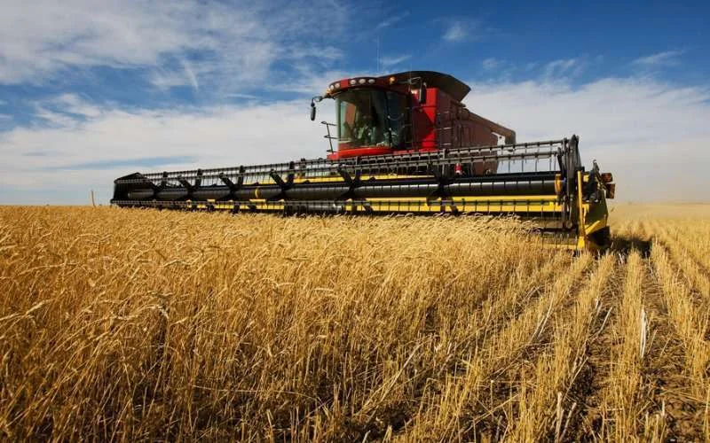 Record landbouwseizoen verwacht in Tanger-Tetouan-Al Hoceima