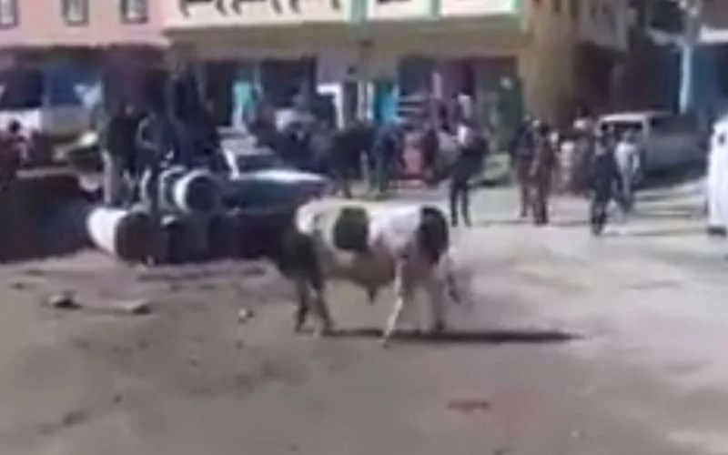 Stier zorgt voor chaos op markt in Marokko (video)