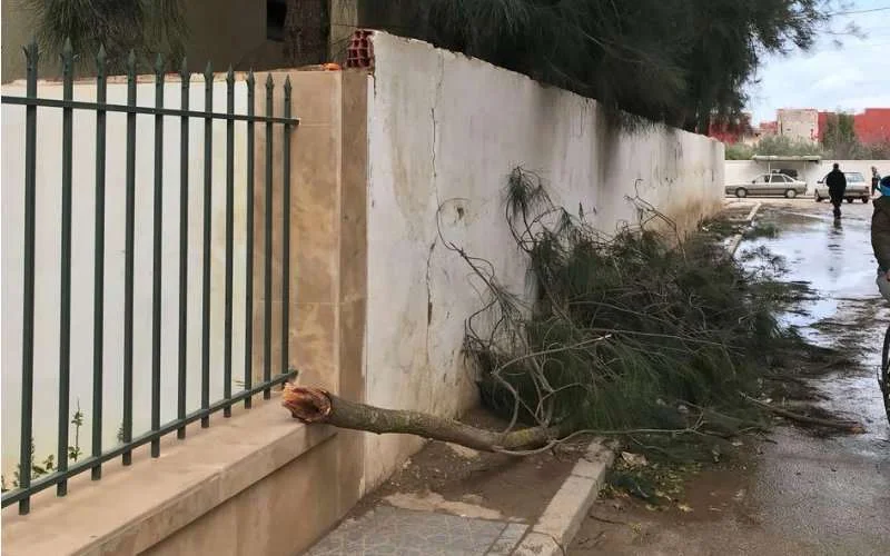 Gewonden door omgevallen boom in Khemisset (foto's)