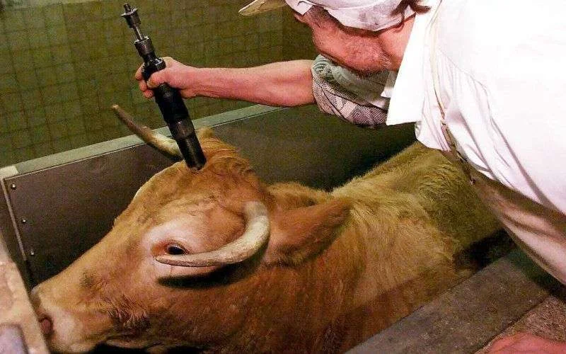 Nederland: nieuw wetsvoorstel tegen onverdoofd slachten