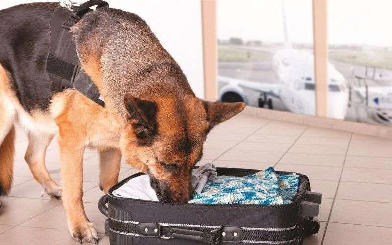 Terrorisme: Marokko krijgt explosievenhonden van Washington