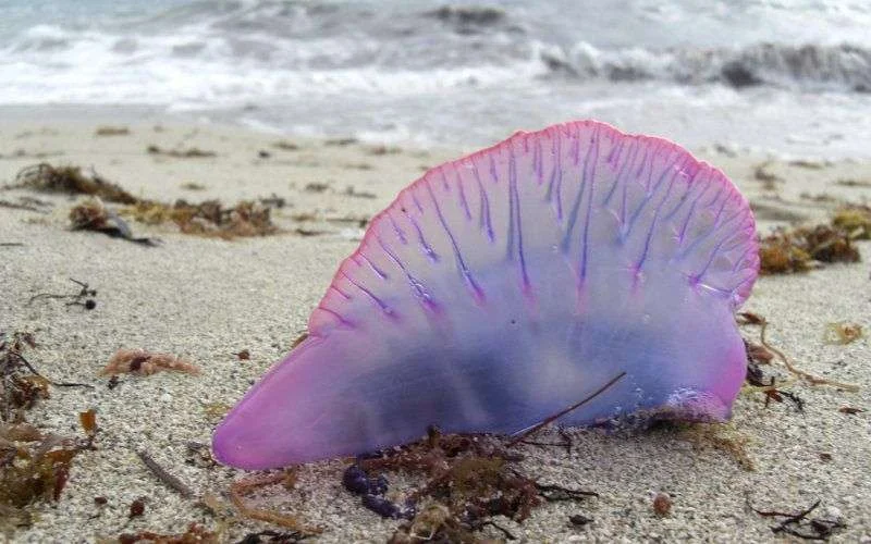 Stranden noorden Marokko geteisterd door kwallen
