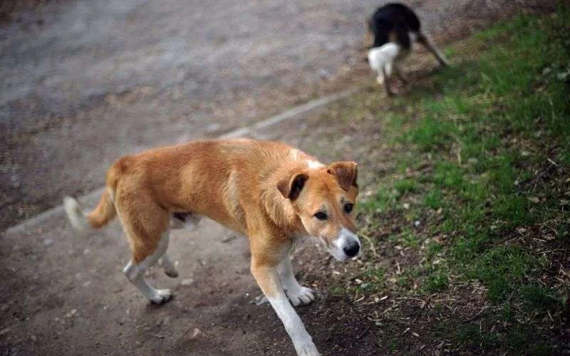 Baby in Marokko doodgebeten door zwerfhond