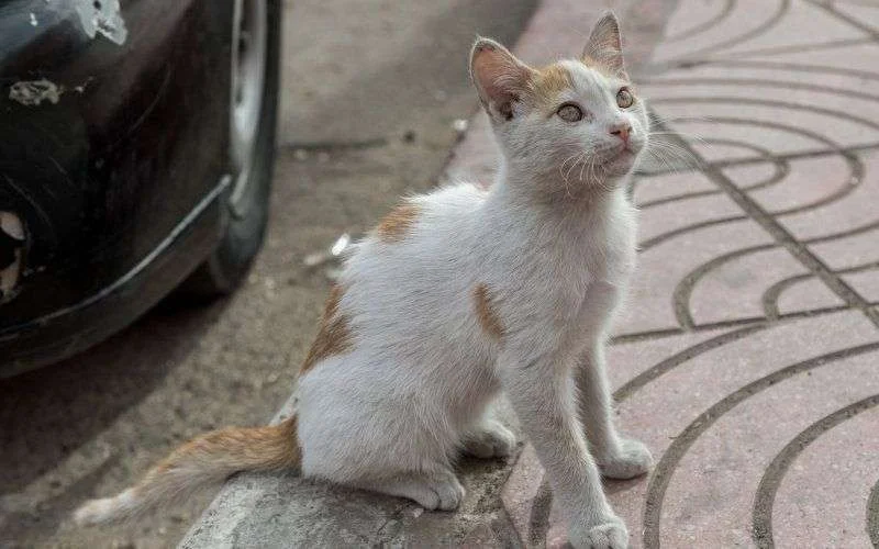 Marokko: jongeren bundelen krachten om kat te redden (video)