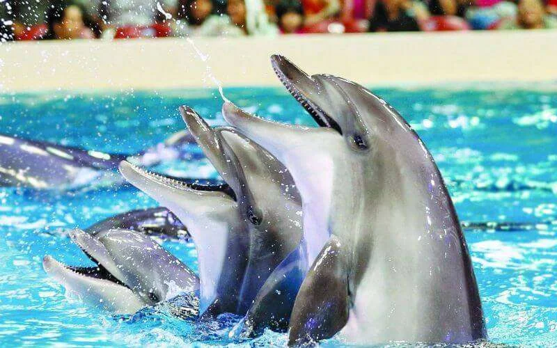 Nieuw dolfinarium Agadir open