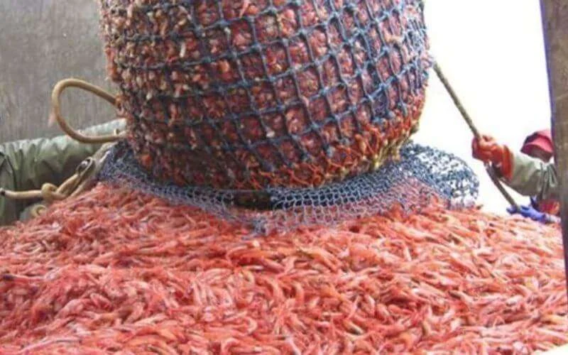 Nederlandse garnalenvissers zonder werk door Offerfeest in Marokko