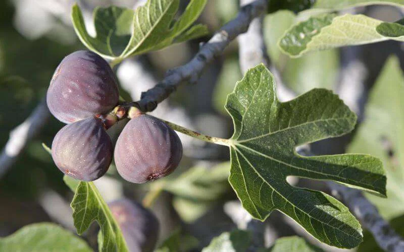 Berkane krijgt 100 hectare vijgenbomen