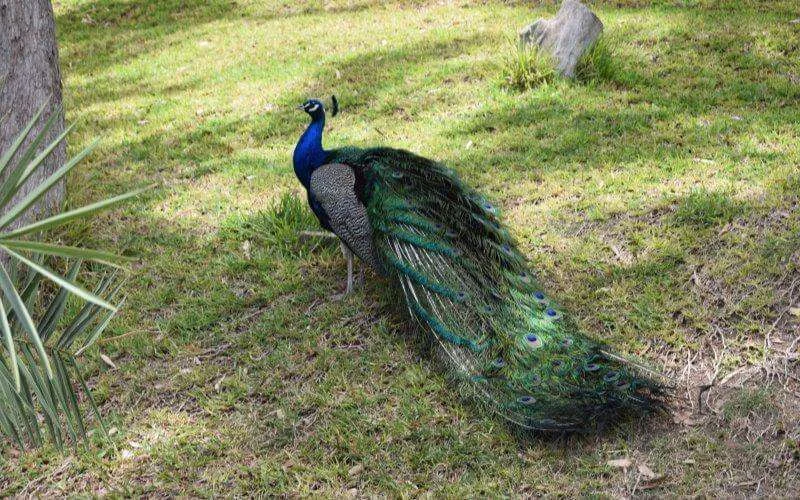 Agadir : "Vallei van de vogels" volledig opgeknapt