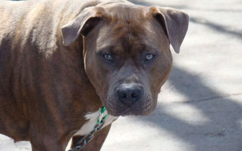 Marokko: politie schiet op recidivist en gevaarlijke hond