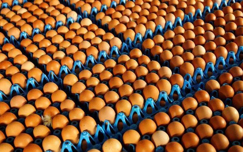 Marokko gaat eieren uit Oekraïne invoeren