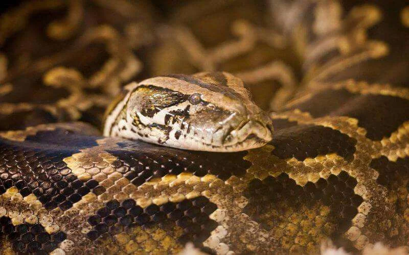 Nieuwe diersoorten in dierentuin Rabat