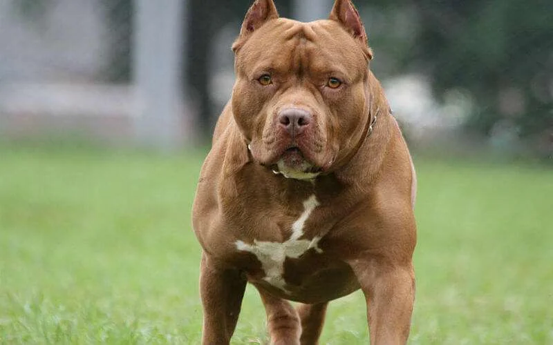 Marokko: meisje (3) door hond doodgebeten