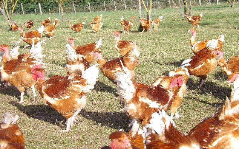 Frankrijk: celstraf en boete voor illegale halal-slachthuis
