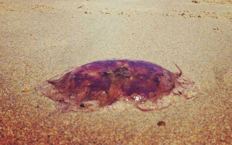 Marokko: paniek om kwallen op Atlantische kust