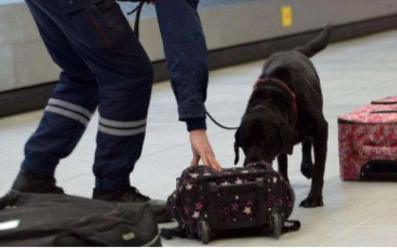 Marokko: Franse journaliste gearresteerd voor drugssmokkel