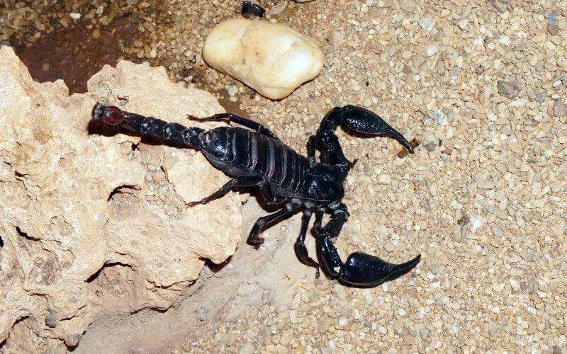 Marokko: kind overleden na schorpioenensteek in Azilal