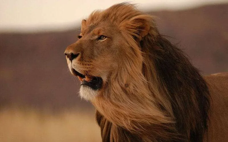 Waar blijft de dierentuin van Casablanca?