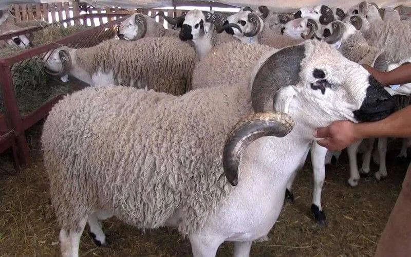 Marokko: dit is de datum van Eid ul-Adha