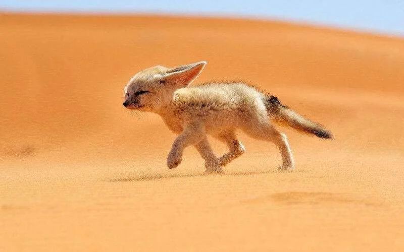 Tot 47 graden vandaag in Marokko