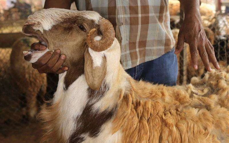 Marokko/Eid ul-Adha: autoriteiten strijden tegen valse diergeneesmiddelen