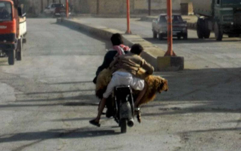 Marokko: bende schapendieven opgerold