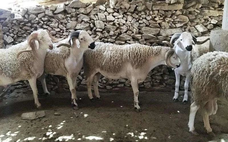 Eid ul-Adha loopt vreselijk af voor gezin in Marokko