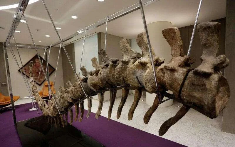 Marokko: resten dinosaurussen geplunderd