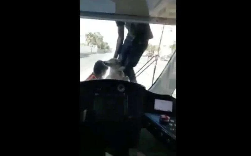 Marokko: kinderen hangen met hond aan tram (video)