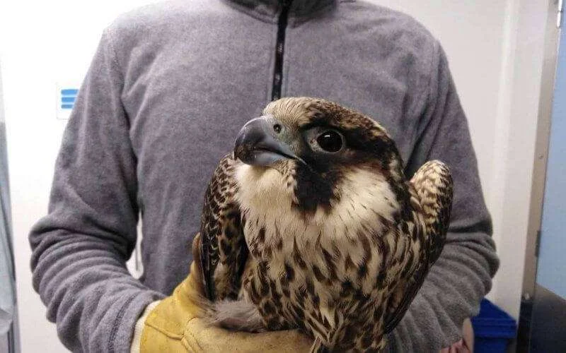 Levende valken in beslag genomen op luchthaven Casablanca