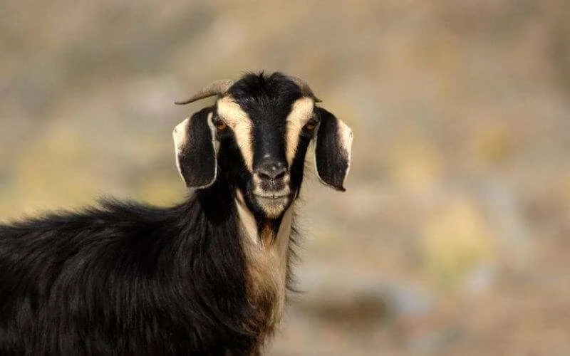 Vreemde ziekte treft geiten in Tanger