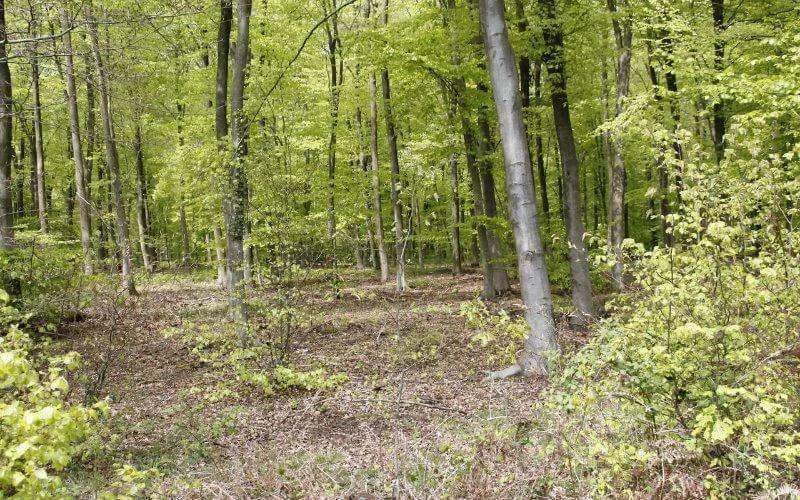 Marokko: zwangere minnares vermoord en in bos begraven