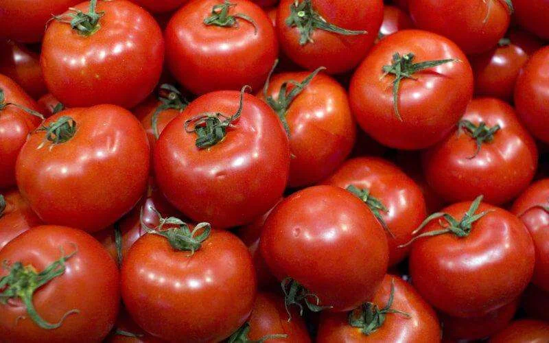 Marokko in top vijf tomatenexporteurs