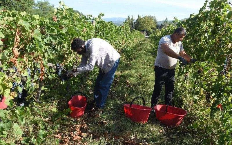 Italië gaat 200.000 migranten regulariseren