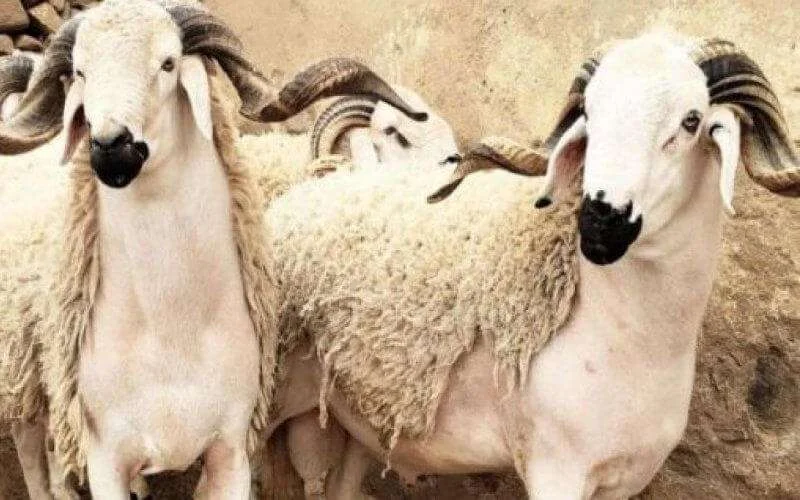 Sebta annuleert Eid ul-Adha