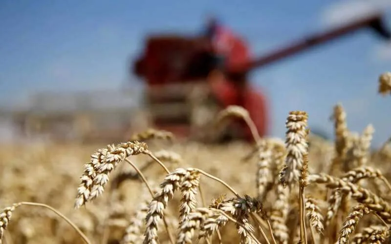 Marokko derde importeur Europese tarwe