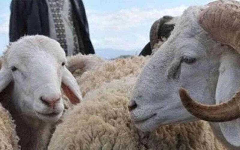 Datum Eid ul-Adha 2020 in Nederland bekend