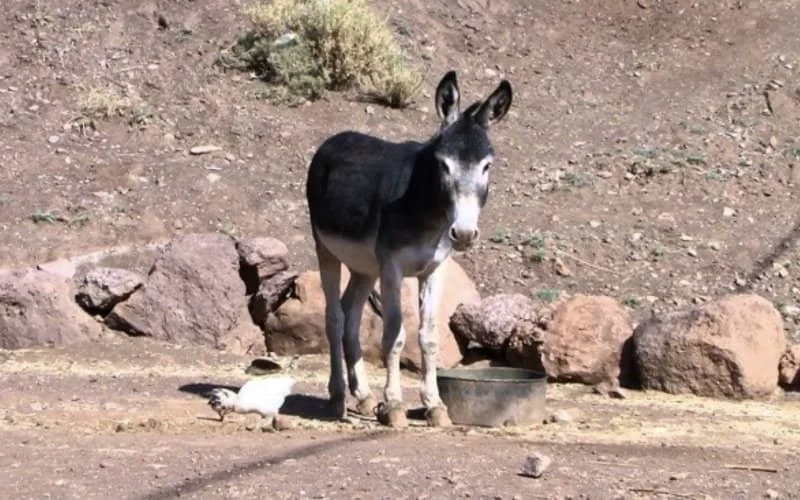 Ezel gevonden met 100 kilo cannabis bij grens Algerije Marokko